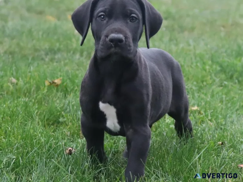 Sparkey Male Great Dane