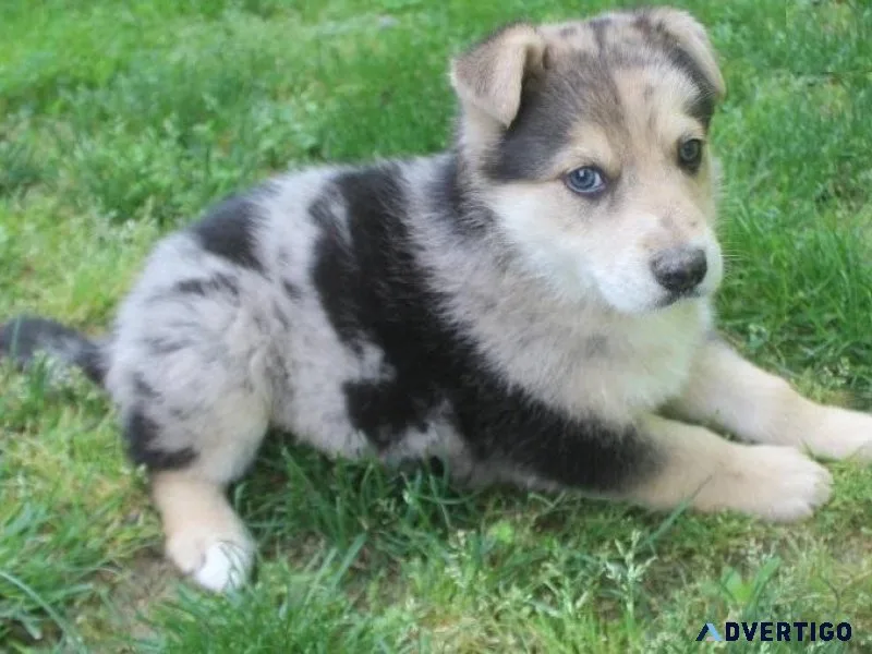 Home raised German Australian Shepherd Puppies
