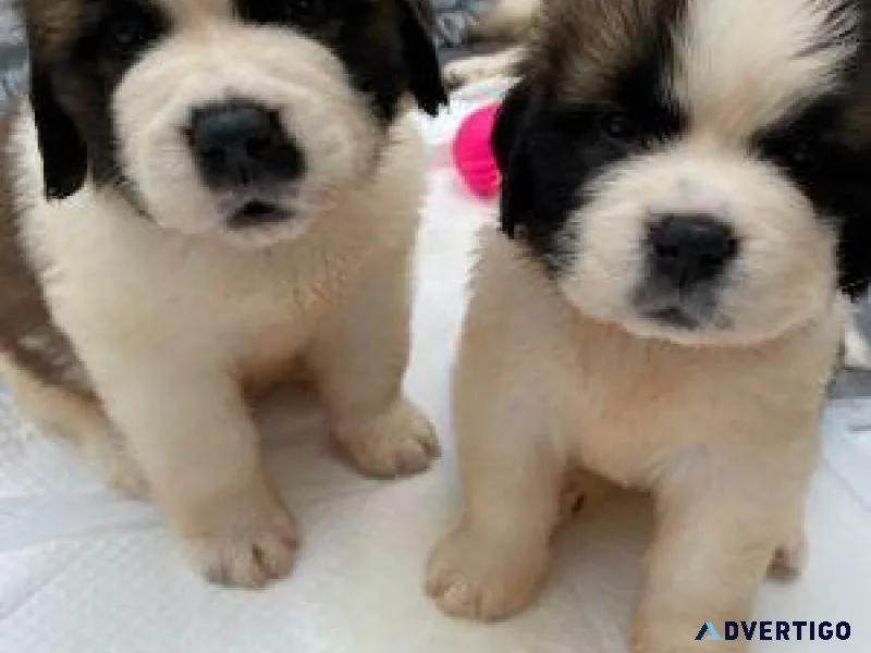 Ready to leave AKC Saint Bernard puppies raised in a family home