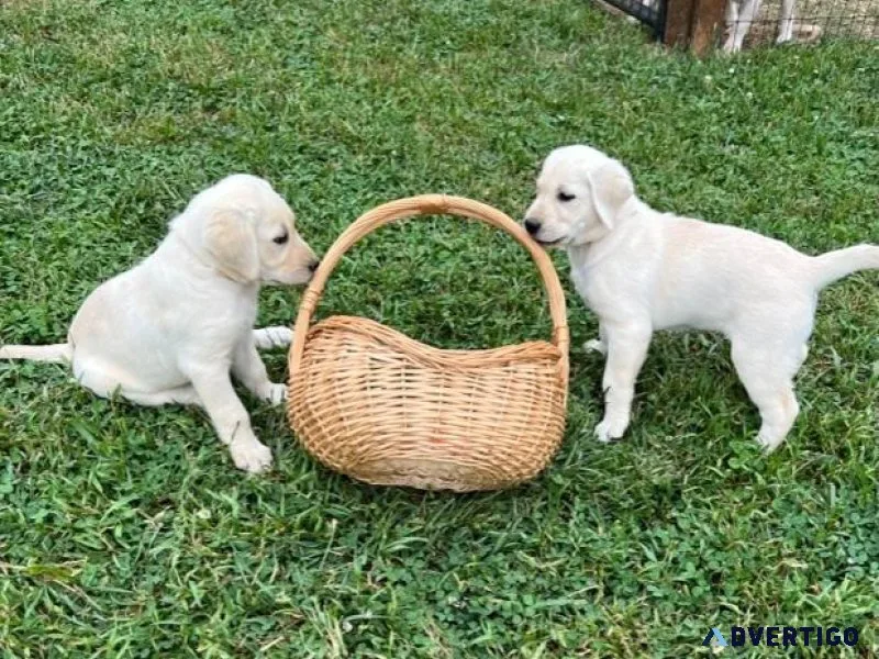 AKC WHITE LAB PUPS