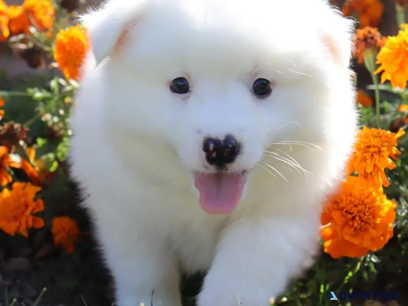 Andy Male American Eskimo
