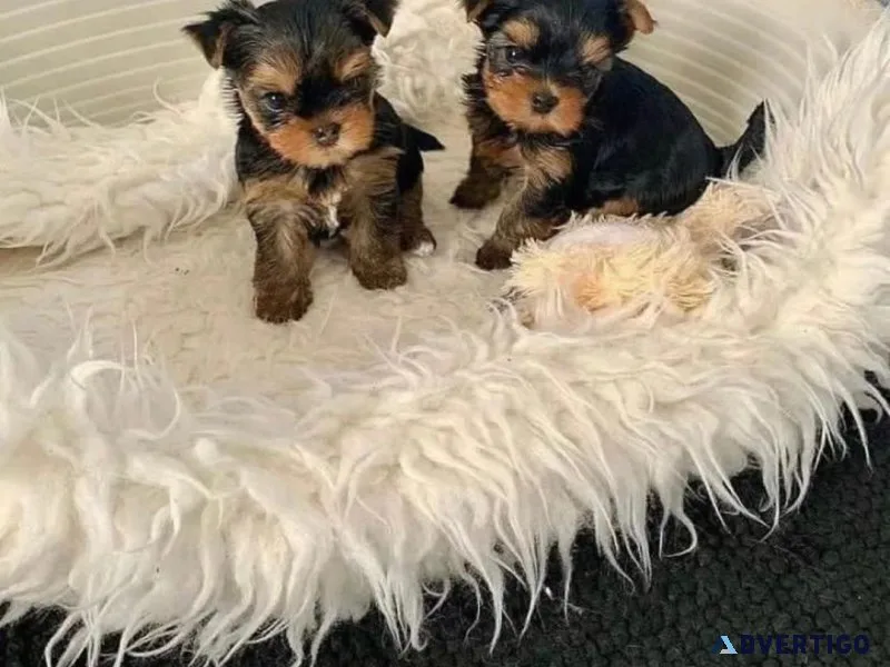 puppy teacup yorkie