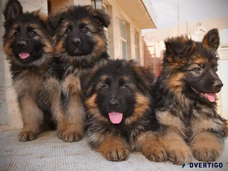 German Shepherd Puppies