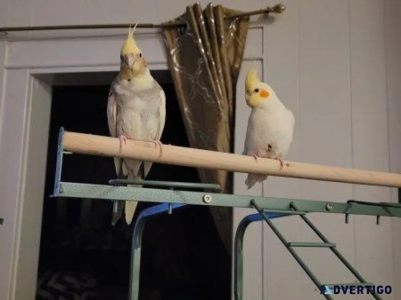 Two Cockatiel Birds for Sale (Male and Female)  Cage