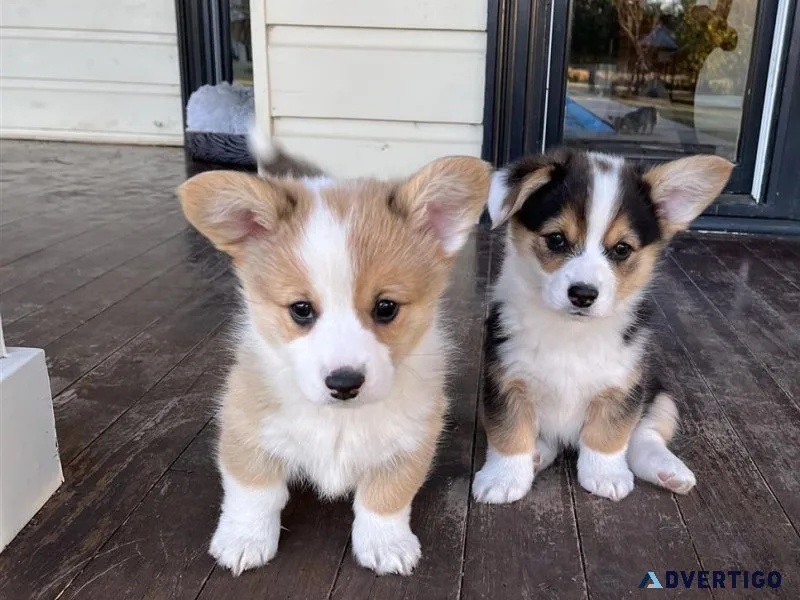 Lovely Pembroke Welsh Corgi puppies