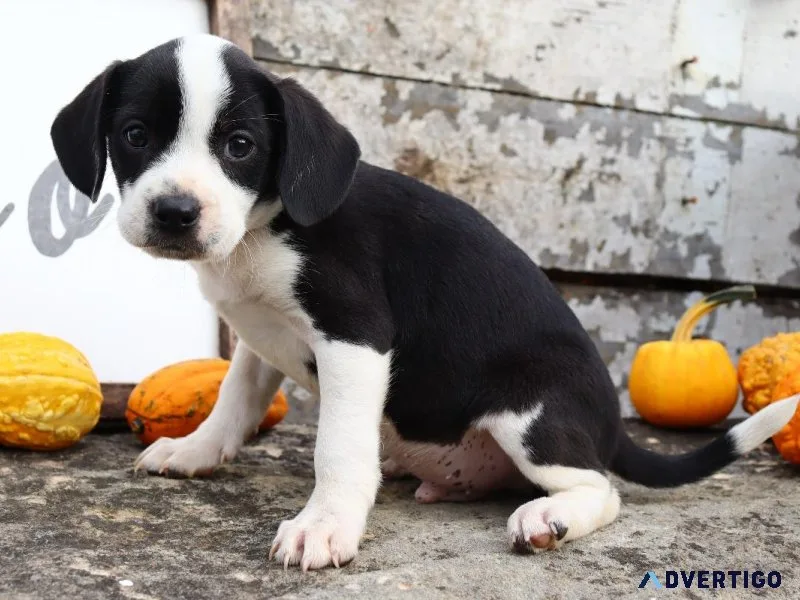 Rover Male Boglen Terrier