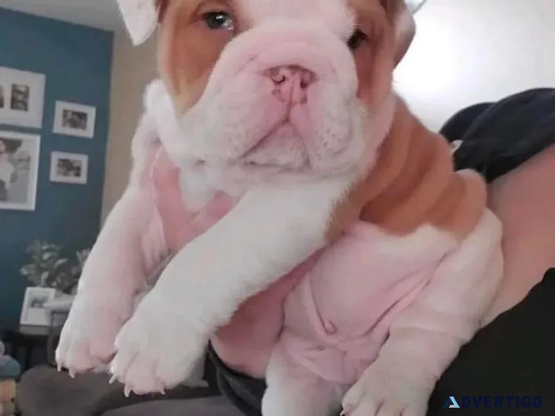 English bulldog puppies