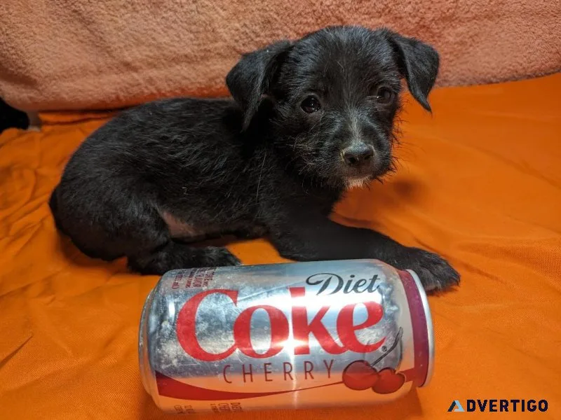 TEACUP MALE LONG HAIR CHIHUAHUA PUPPY