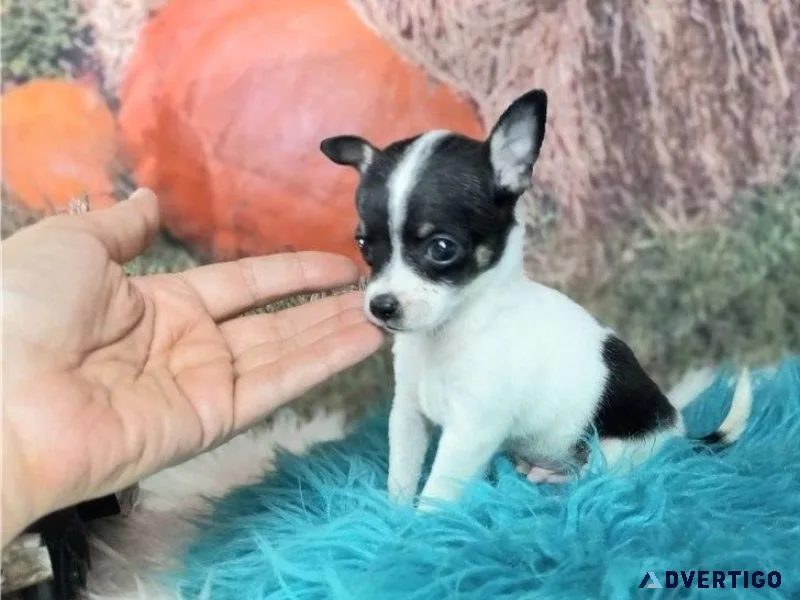 Tiny Apple-Head Chihuahua Puppies