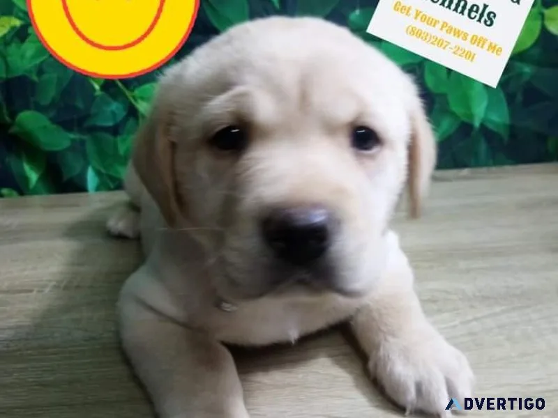 English Blockhead Labrador Retriever Puppies Purebred AKC