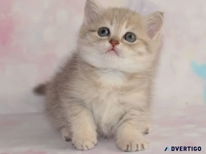 Adorable kitten for rehoming