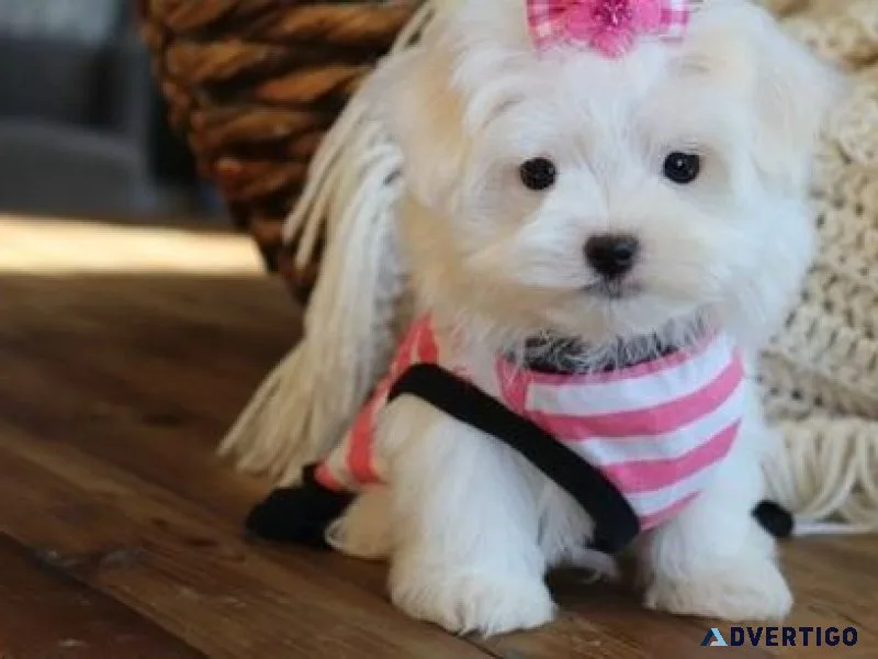 Maltese Puppies