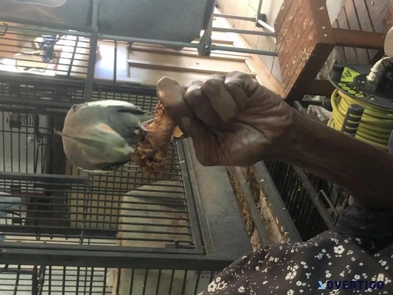 Tame Female Cockatiel - 250.00 (Santa Monica)