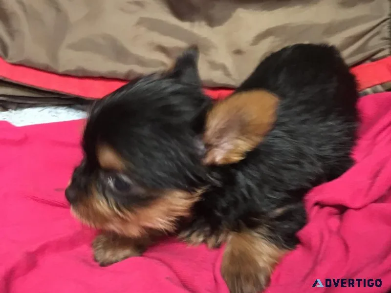 teddy bear teacup yorkie puppies