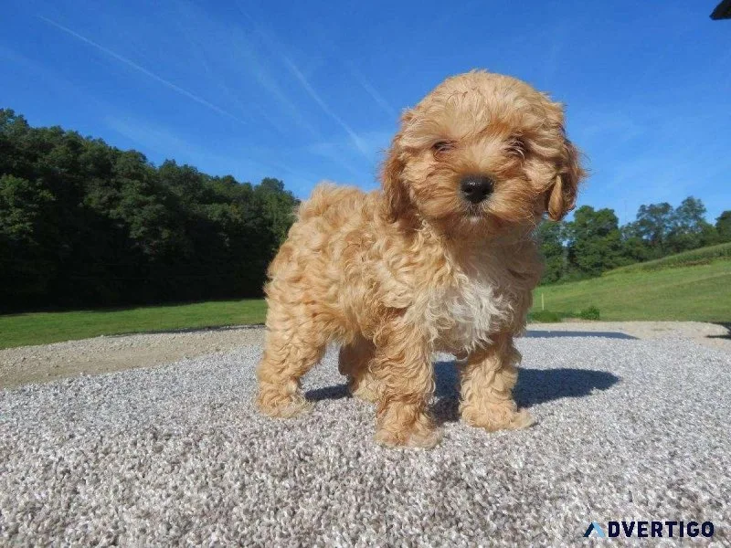 Female Maltipoo