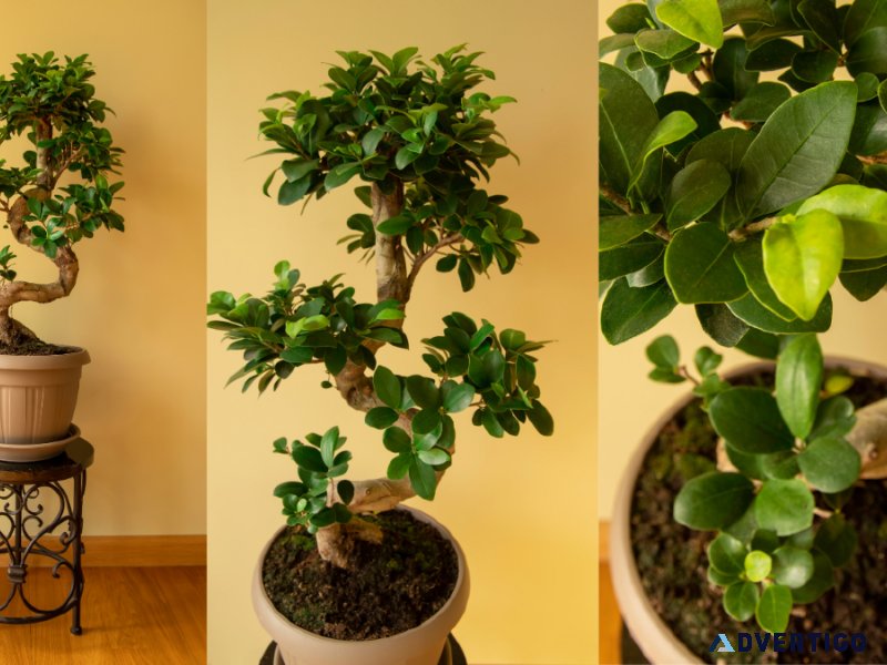 How to purchase Ficus Bonsai Online