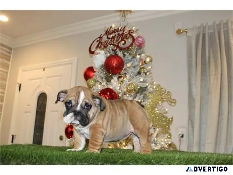 Healthy English bulldog puppies
