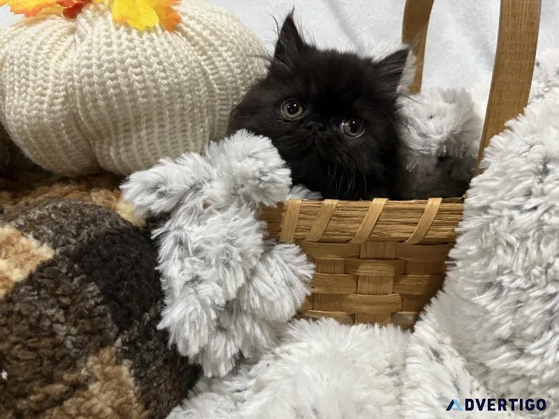 CFA Persian Kitten