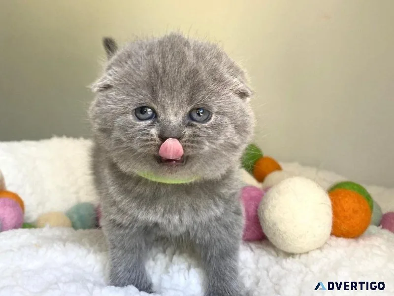 DFHGDF SCOTTISH FOLD KITTENS AVAILABLE