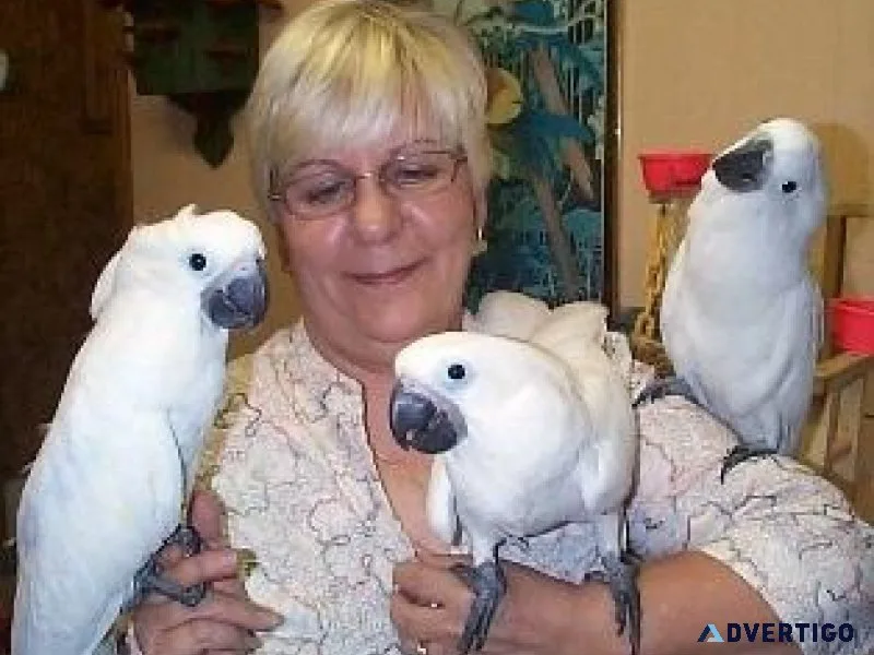 Well Tamed Umbrella Cockatoos for sale