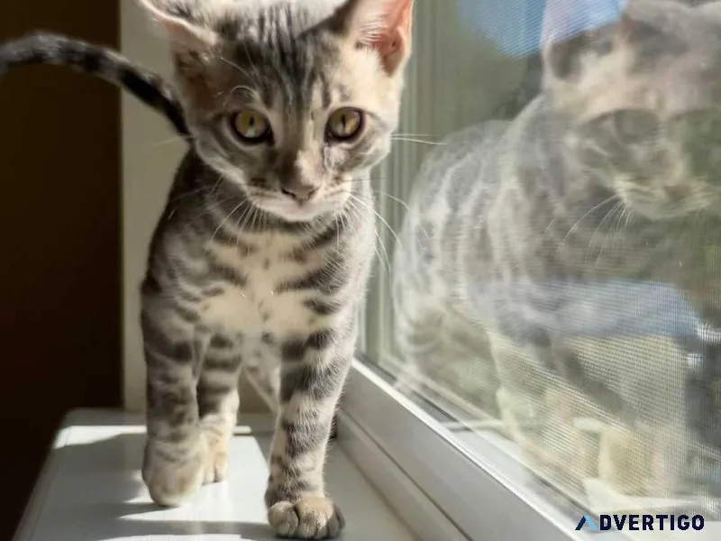 Tica registered and dewormed Bengals