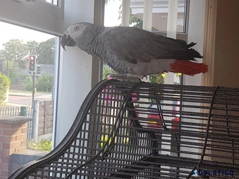 Congo African Grey Parrot