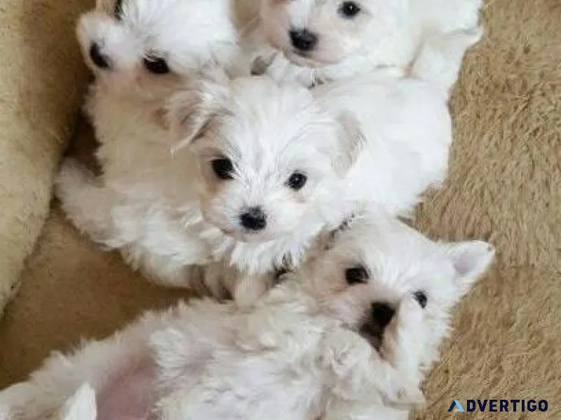 Yorkie puppy
