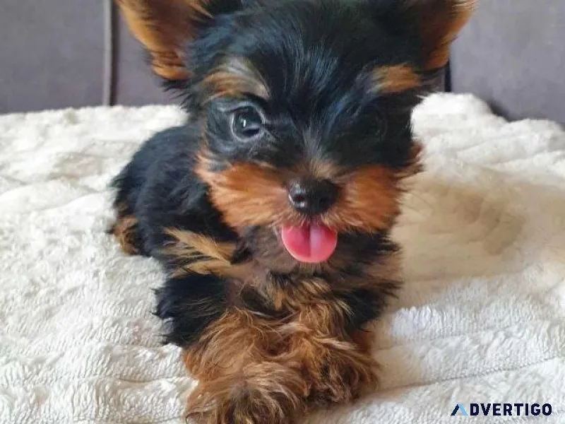 yorkshire terrier puppies for sale in devon and cornwall