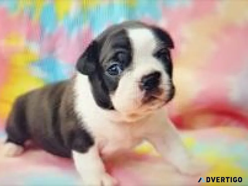 CKC and APRI Boston Terrier Puppies 