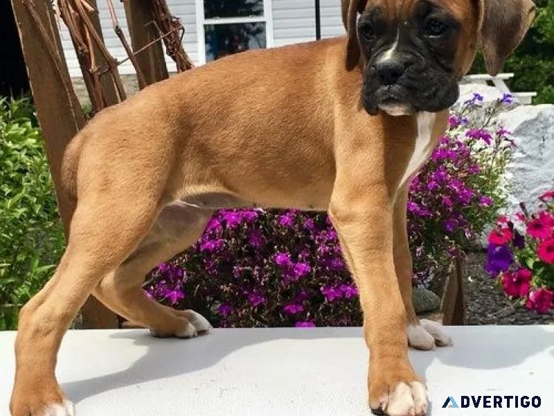 AKC Boxer puppies for lovely homes