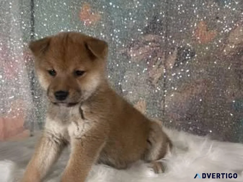 Shiba Inu puppies available