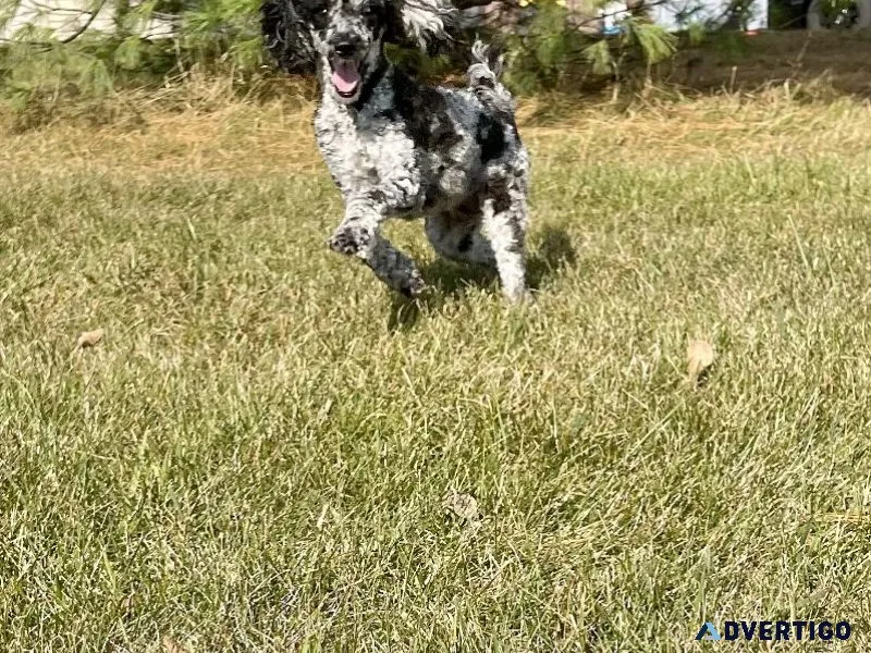 Mini poodle female 2 years old