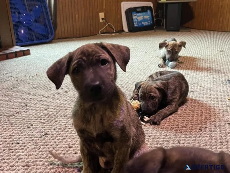 7 week old puppies