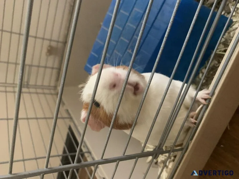 Male Guinea pig