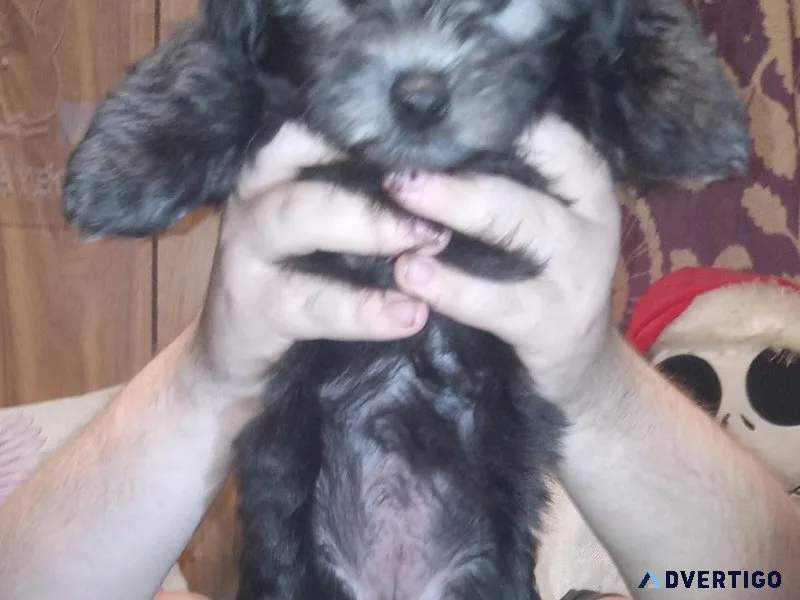 Two female yorkipoo puppies for sale