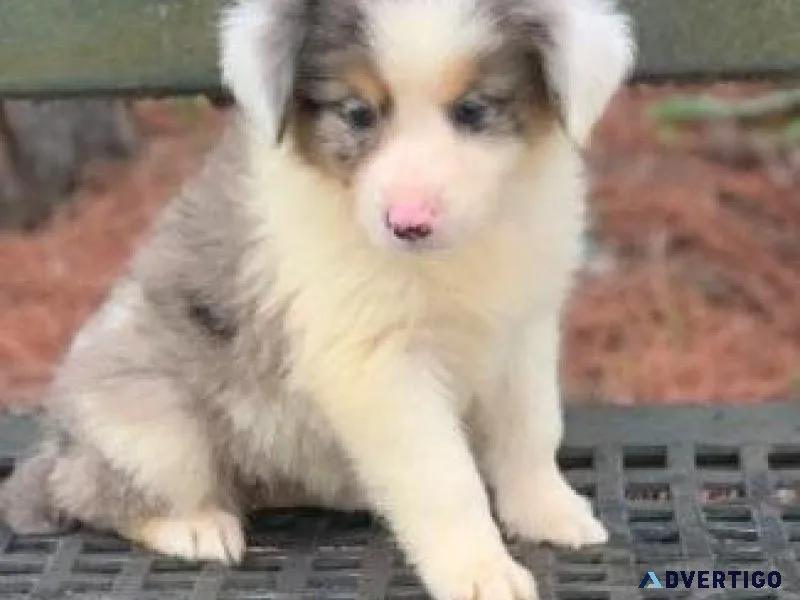 AKC reg. Border Aussie puppies
