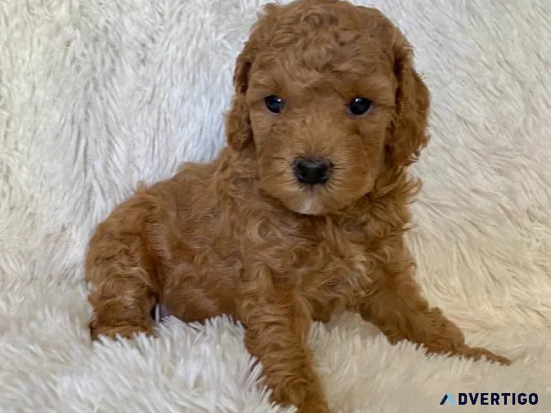Red Toy Poodle Puppies