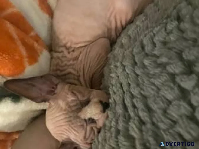Rehoming Sphynx kittens