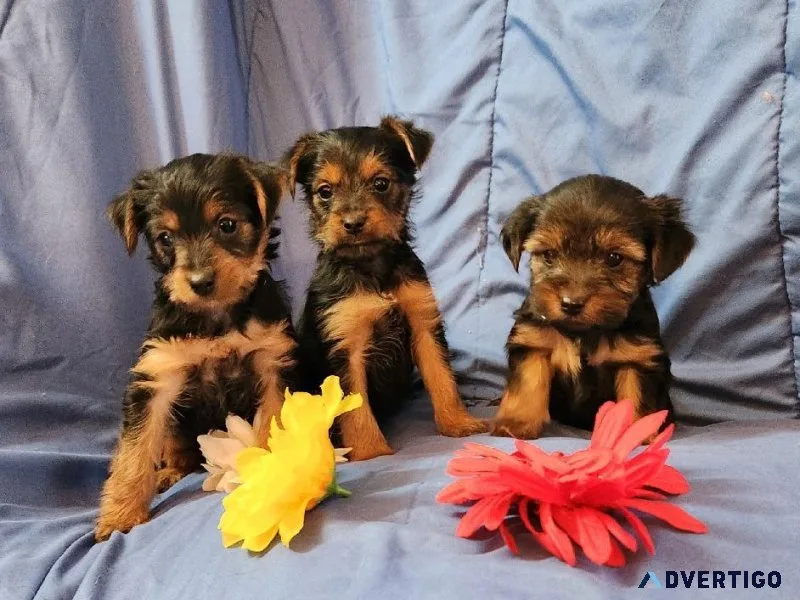 Yorkies AKC  Registered
