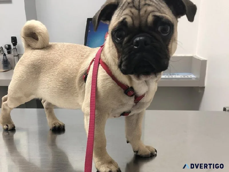 Fawn pug