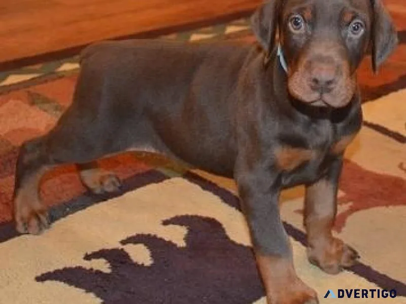 Full Bloodlines Doberman Pinscher