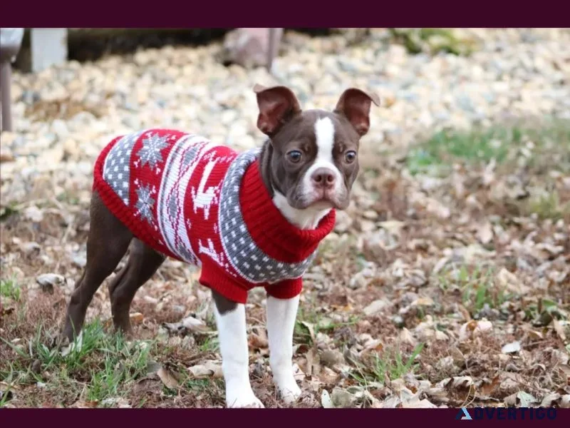 CKC Older Boston Terrier Puppies 