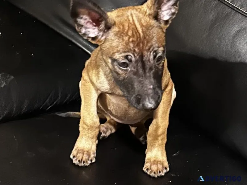 Belgian Malinois