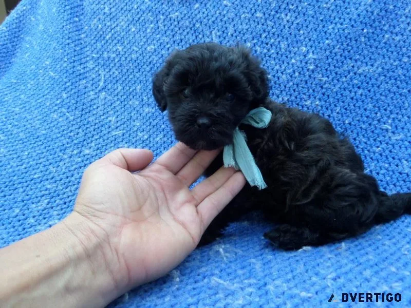 Malshih Puppies