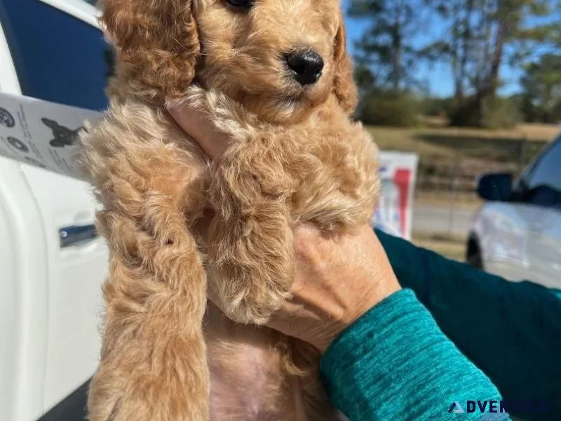 Goldendoodle Mini Female MultiGen