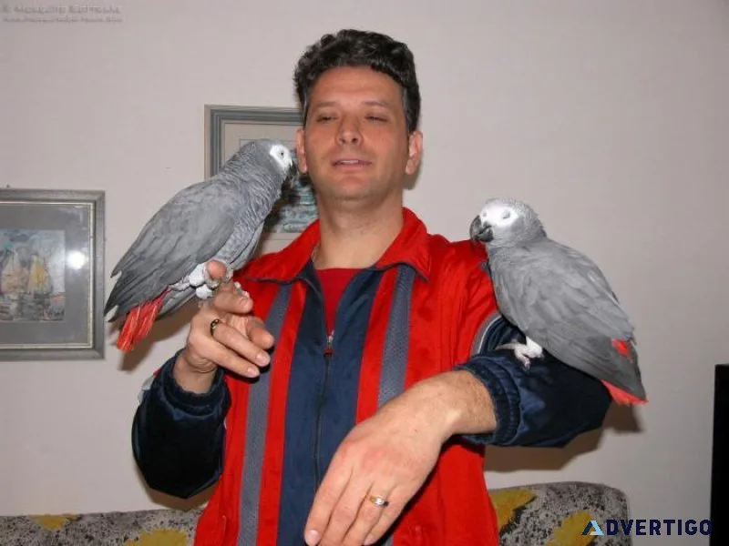 Well Tamed African Grey Parrots for sale