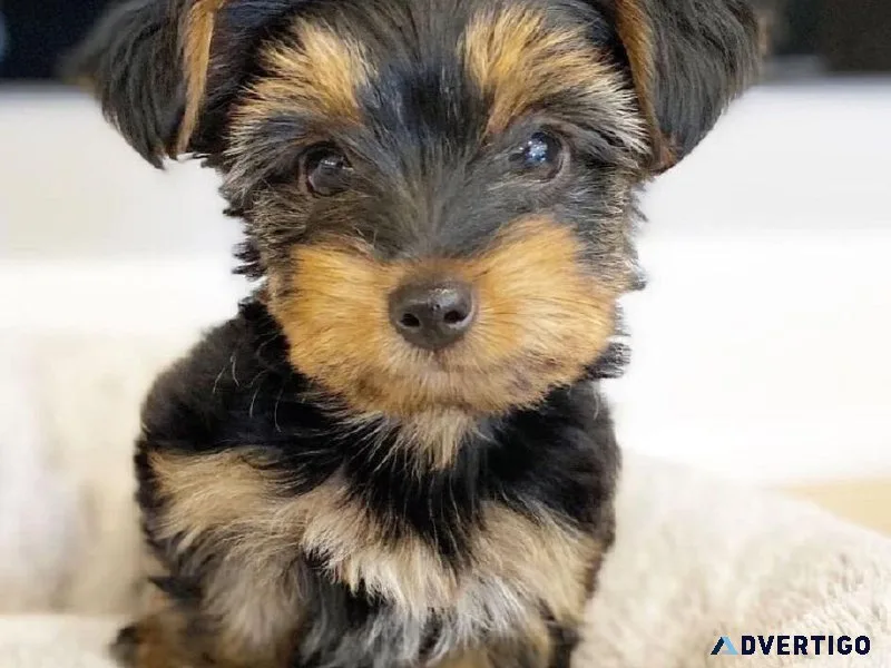 AKC registered Teacup Yorkie puppies for adoption