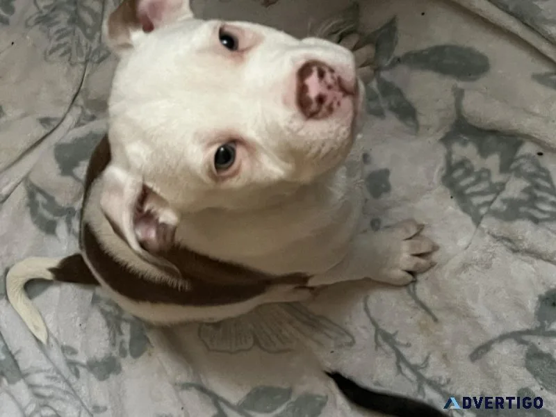 Pit mix puppies