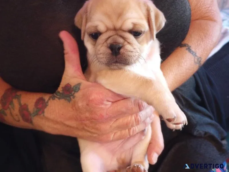 Pug puppies