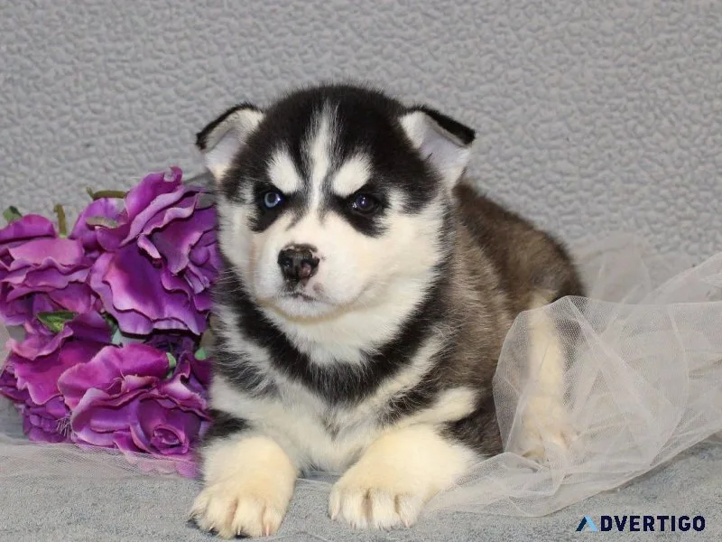 Astonishing Siberian Husky puppies available
